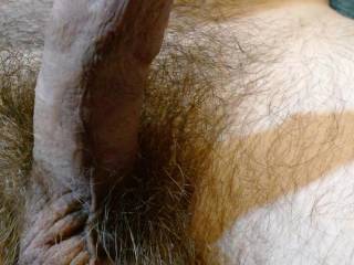 My hairy cock