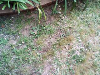 Outdoors gardening