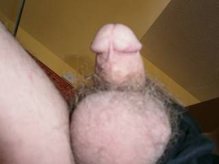 my hairy balls and cock who wants to suck them?
