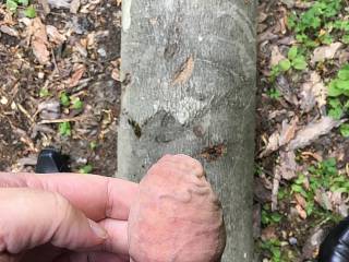 Started some wanking in the woods. Later i dumped my cum on this fallen tree. :-)