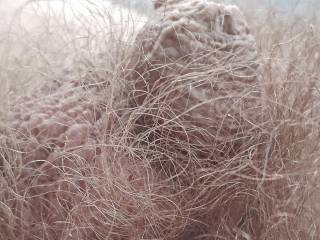 Morning picture ,my blond hairy small cock