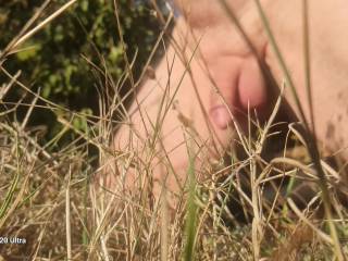 In the morning grass