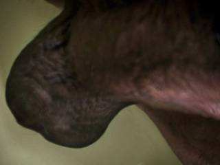 Shaved nut sack for suckin on