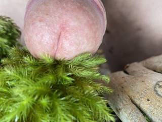 My cock getting a feel of nature