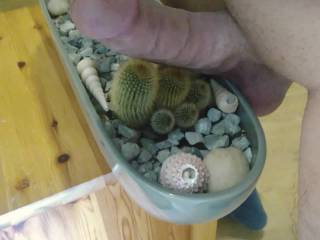 I have to admit this was rather painful... the small needles brake off and it itches for two days. Still worth it ;)