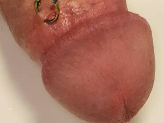 Closeup of pierced cock.