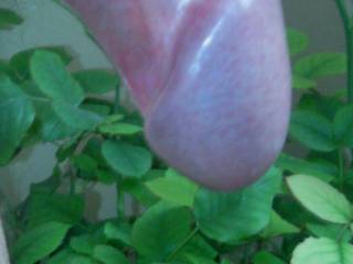 Without A Bathroom Near..... I Started To In The Plant!