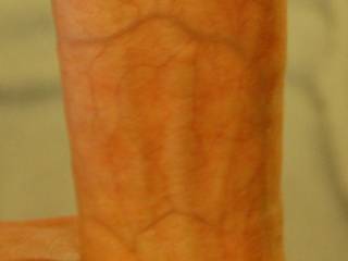 Ozzing precum in Zoig chat...who wants to lick it up?