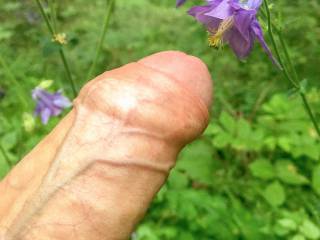 Just my hard cock sniffing a flower on the way 😁