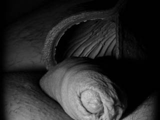penis