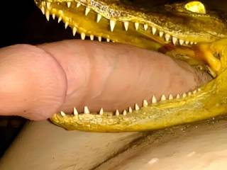 Gator cock