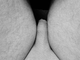 penis