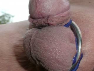 Small shaven dick in a ring - needs help to harden !!!