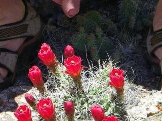 dick and cactuses