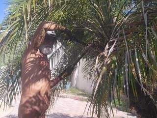 The only way to trim palms is naked