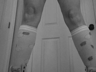 Little pussy on wheels