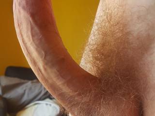 Proud cock, standing at attention